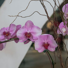 Load image into Gallery viewer, Pink Phalaenopsis Vase