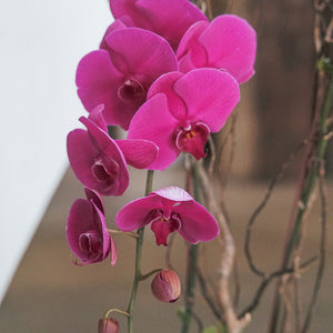 Fuchsia Phalaenopsis Vase