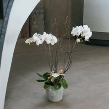 Load image into Gallery viewer, White Phalaenopsis Vase