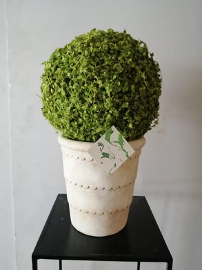 Boxwood Vase