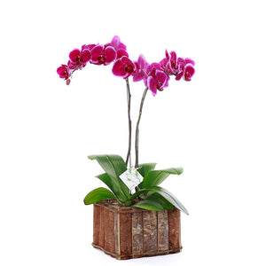 Purple Phalaenopsis in a wooden box.