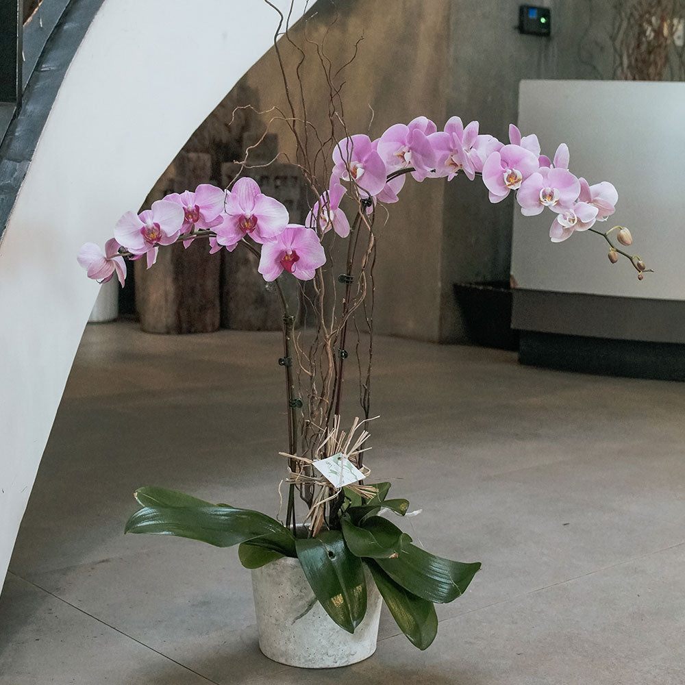 Pink Phalaenopsis Vase