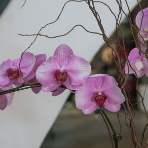 Pink Phalaenopsis Vase