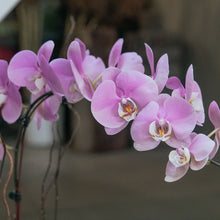 Load image into Gallery viewer, Pink Phalaenopsis Vase