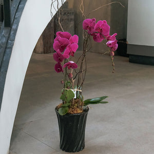Fuchsia Phalaenopsis Vase