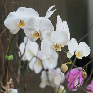 Mix Phalaenopsis Vase