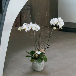 White Phalaenopsis Vase