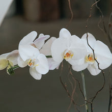 Load image into Gallery viewer, White Phalaenopsis Vase