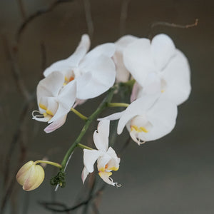 White Phalaenopsis Vase